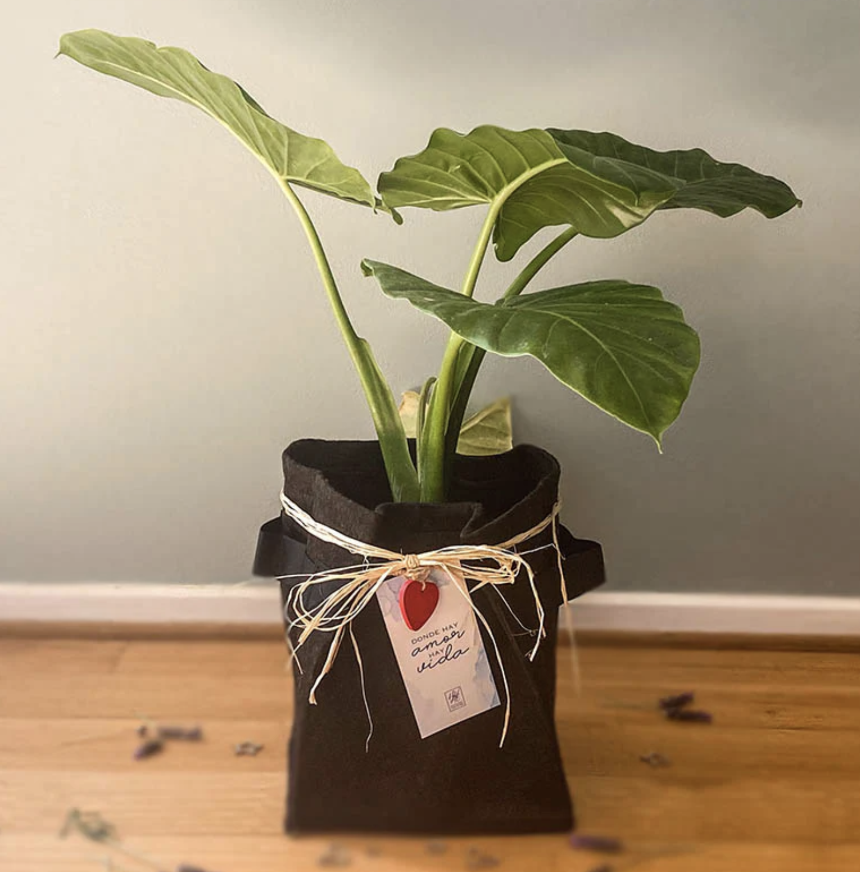 Planta viva como símbolo de un nuevo comienzo